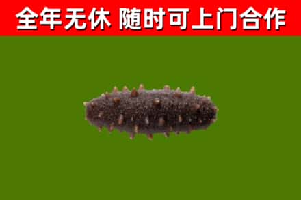 鹿泉回收海参干